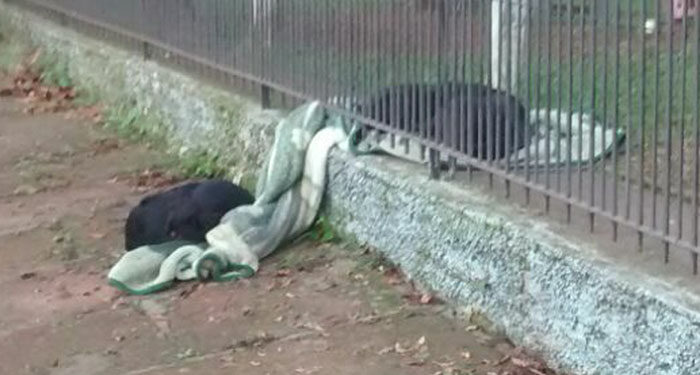 Puppy Shares Blanket with Homeless Dog on Cold Night: A Touching Act of Kindness