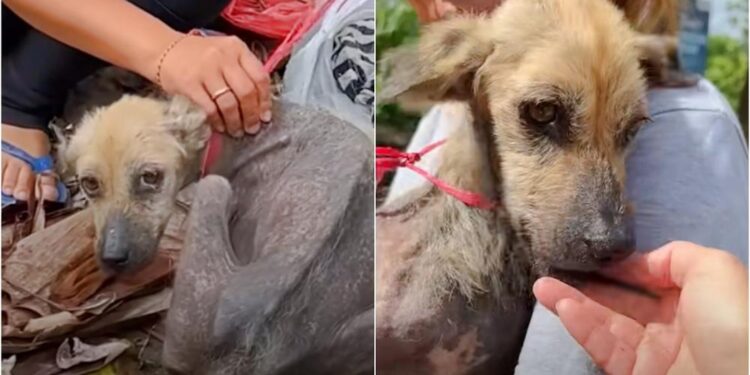 Rescued Dog Found Searching for Food in Trash While Tethered