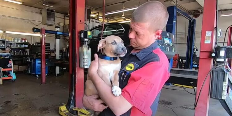 Mechanic Finds a Hurt Puppy Inside a Backpack in a Trash Bin