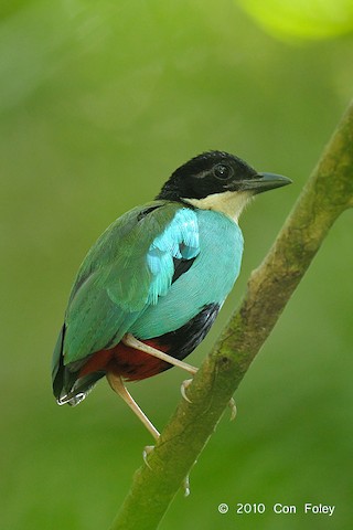 Photos - Azure-breasted Pitta - Pitta steerii - Birds of the World