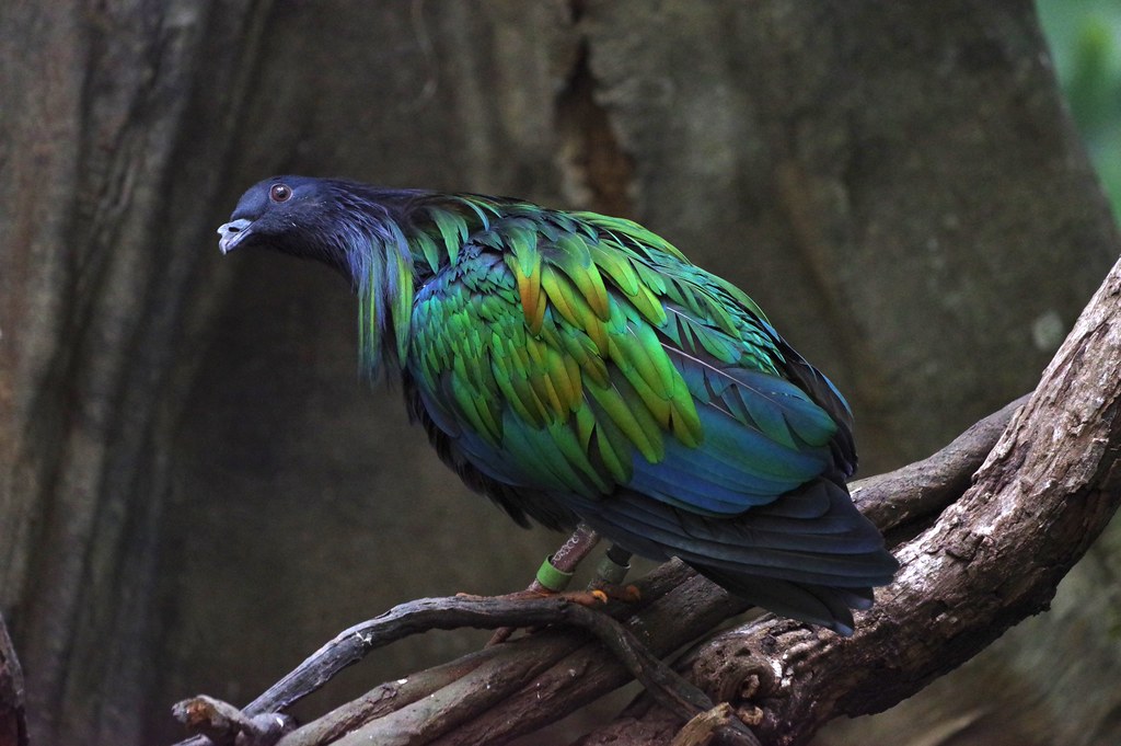 Bronx zoo, New York, USA