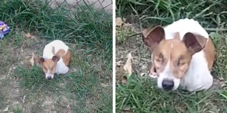 Man Transforms Life for Tiny Pup Lost in a Sightless World.