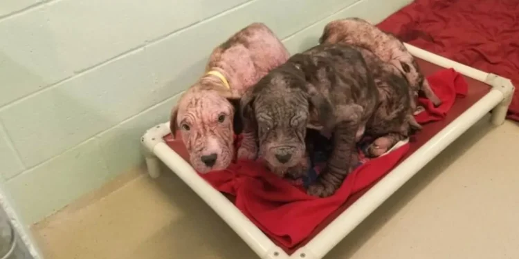 5 Bald Puppies Found Abandoned on the Roadside Greet Their Rescuers with Kisses