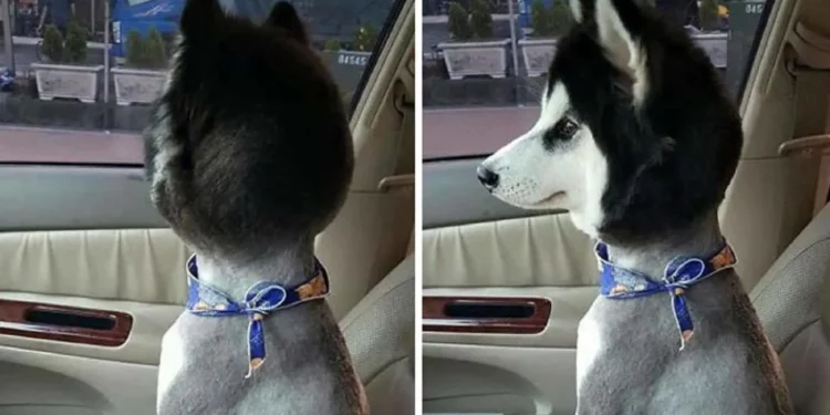 13 Hilarious Before-and-After Dog Haircut Transformations