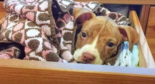 Tiny Puppy Cleverly Sneaks Under Fence Into Couple’s Dresser Drawer