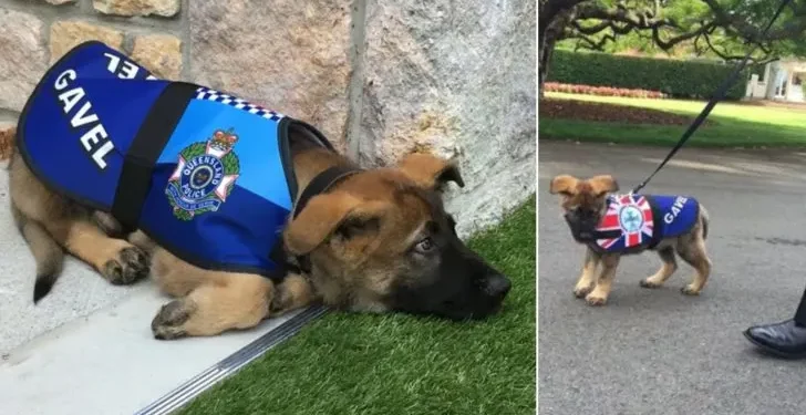 Police Dog Fired for Being Too Friendly Lands a Royal Job Instead