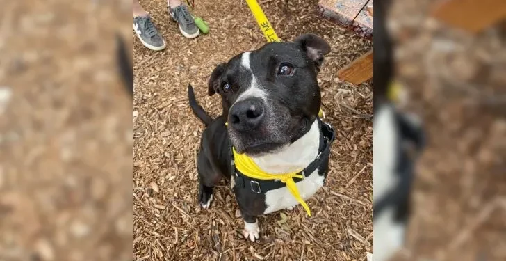 Dog Waits 500 Days in Shelter for a Home, Gets Returned After Just One Week