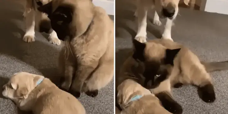 Puppy Joins the Family, But the Cat Doesn’t Like Him – How He Wins Her Heart is Incredibly Sweet