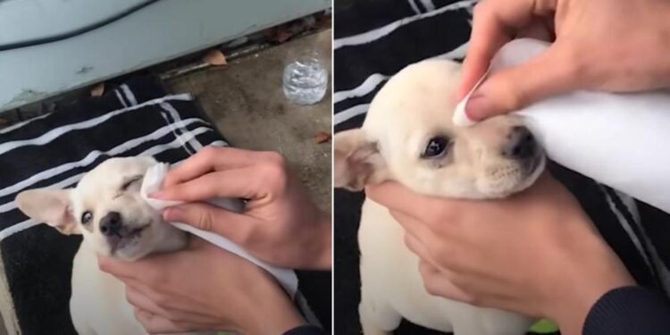 Teen Waits for Parents to Sleep to Bring Hidden Puppy Inside.