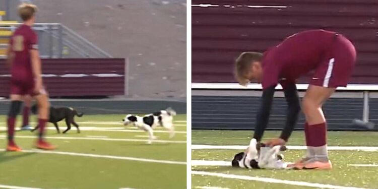 Dog Demands Belly Rubs in Soccer Game After Running onto Field with Buddy