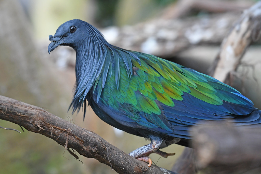 nicobar pigeon national aviary 2.16.22 DSC_0639