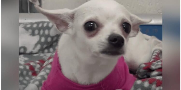 Abandoned One-Year-Old Chihuahua Cries to Sleep in Pink Sweater at Shelter