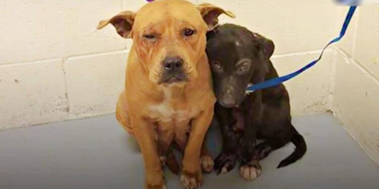 Abandoned Dogs Stick Together at Shelter After Owner Abandons Them Without Explanation