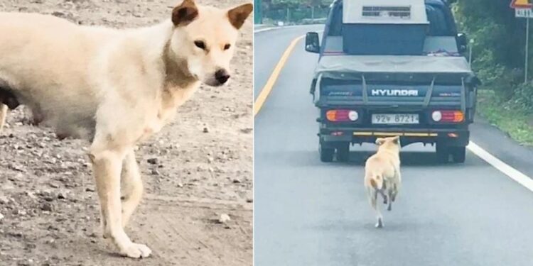 Stray Mother Dog Melts 26M Hearts in Pursuit of Truck Carrying Her Rescued Pups