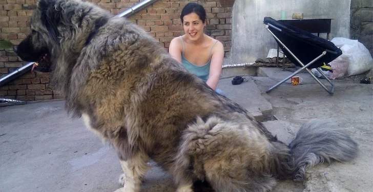 15 People Who Hoped for a Dog and Received a Furry Giant