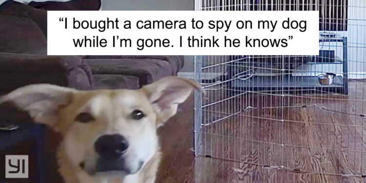 20 Dog Snapchats That Deliver Impawsible Levels Of Laughter