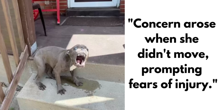 Family Surprised by a Puppy Who Refuses to Leave Their Porch!