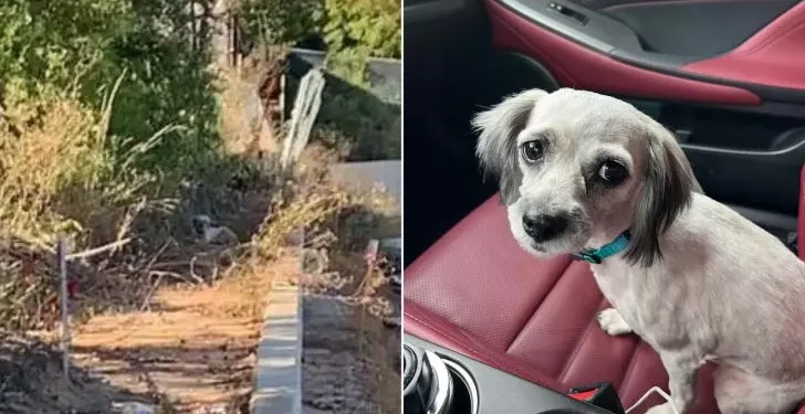 Small Pup Once Stranded Roadside Reconnects with Her Former Life.