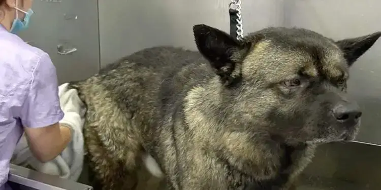 Akita Never Shows Emotions Until an Amazing Transformation at the Groomer’s