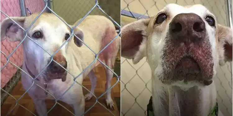 They Felt Sorry For Her Seven Years in the Shelter but Took No Action