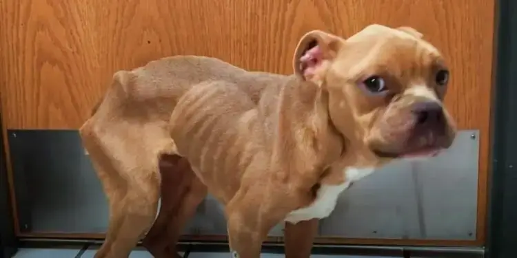 Rescued Pit Bull’s Heartwarming Transformation into a Joyful Chubby Boy