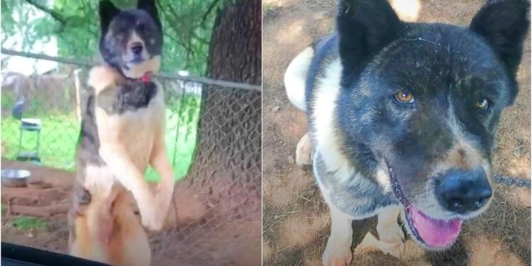 Woman Considers Rescuing Dog Tied to Tree During Daily Visits