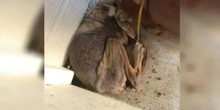 Woman Thought She Found a Stray Dog on Her Porch, But It Turned Out to Be Something Different