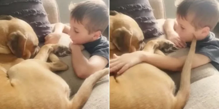 7-Year-Old Boy Tells His Scared Rescue Dog That He Is ‘Loved So Much’