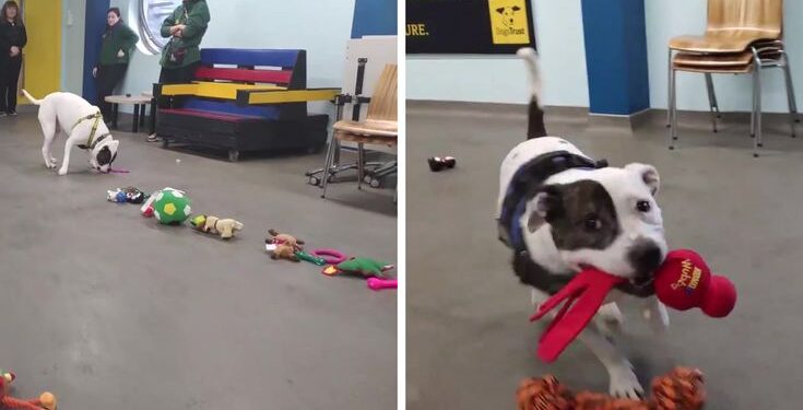 20 Shelter Dogs Get to Pick Their Own Christmas Gifts and the Result is Heartwarming