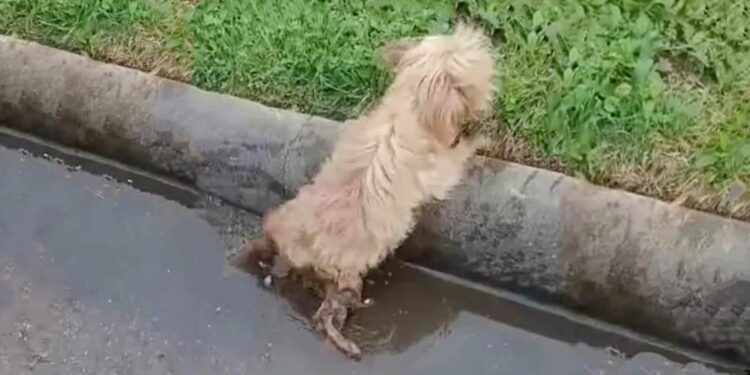 Puppy Struggled To Reach The Curb Because She Was Too Weak To Do So