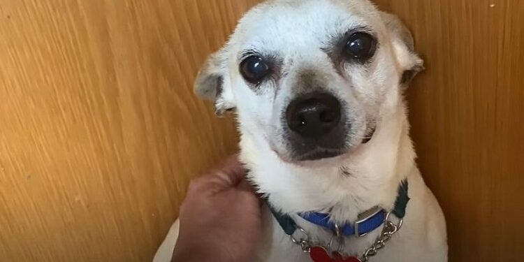 Scared Abandoned Chihuahua Cries Out Whenever Someone Touches Him