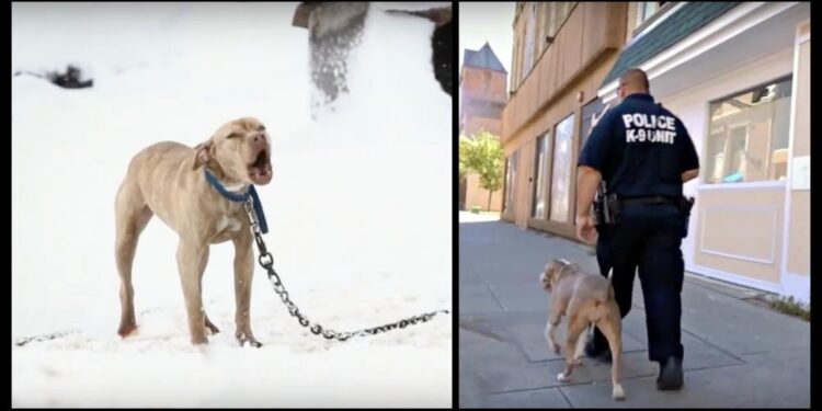 Pit Bull Chained in Snow Whimpers for Rescue and Police Officer Offers Her a Life-Changing Opportunity