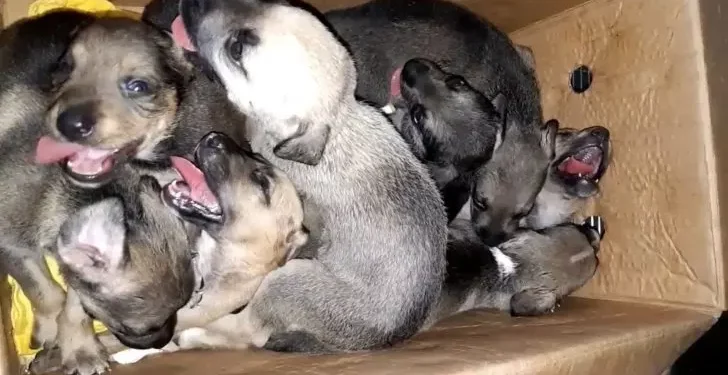 8 Abandoned Puppies in a Trash Can Given Another Shot at Life