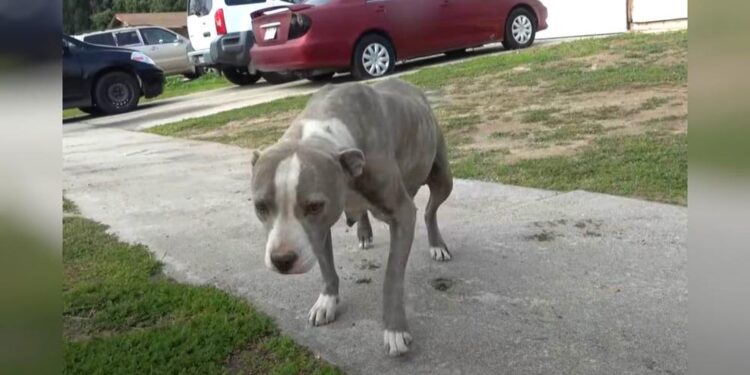 Pregnant Pitbull on Streets Seeks Help from Strangers