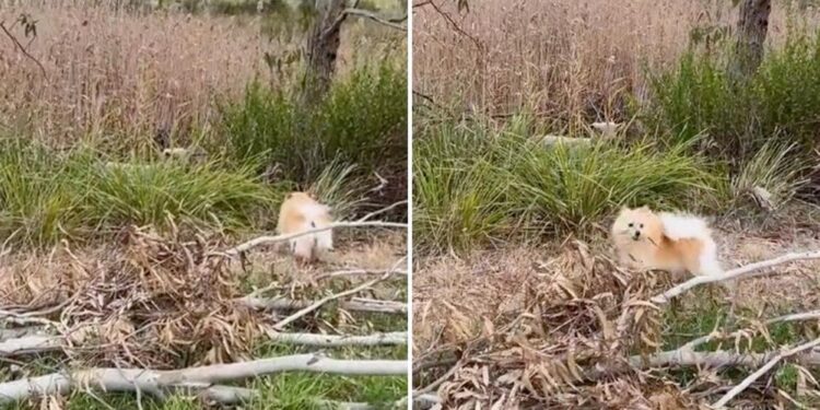 Dog Alerts Rescuers When He Locates Fluffy Friend In The Grass