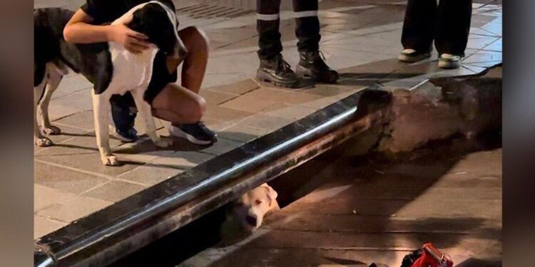 Locals Notice Barking Dog Near Sewer Drain — Recognize It’s a Cry for Assistance