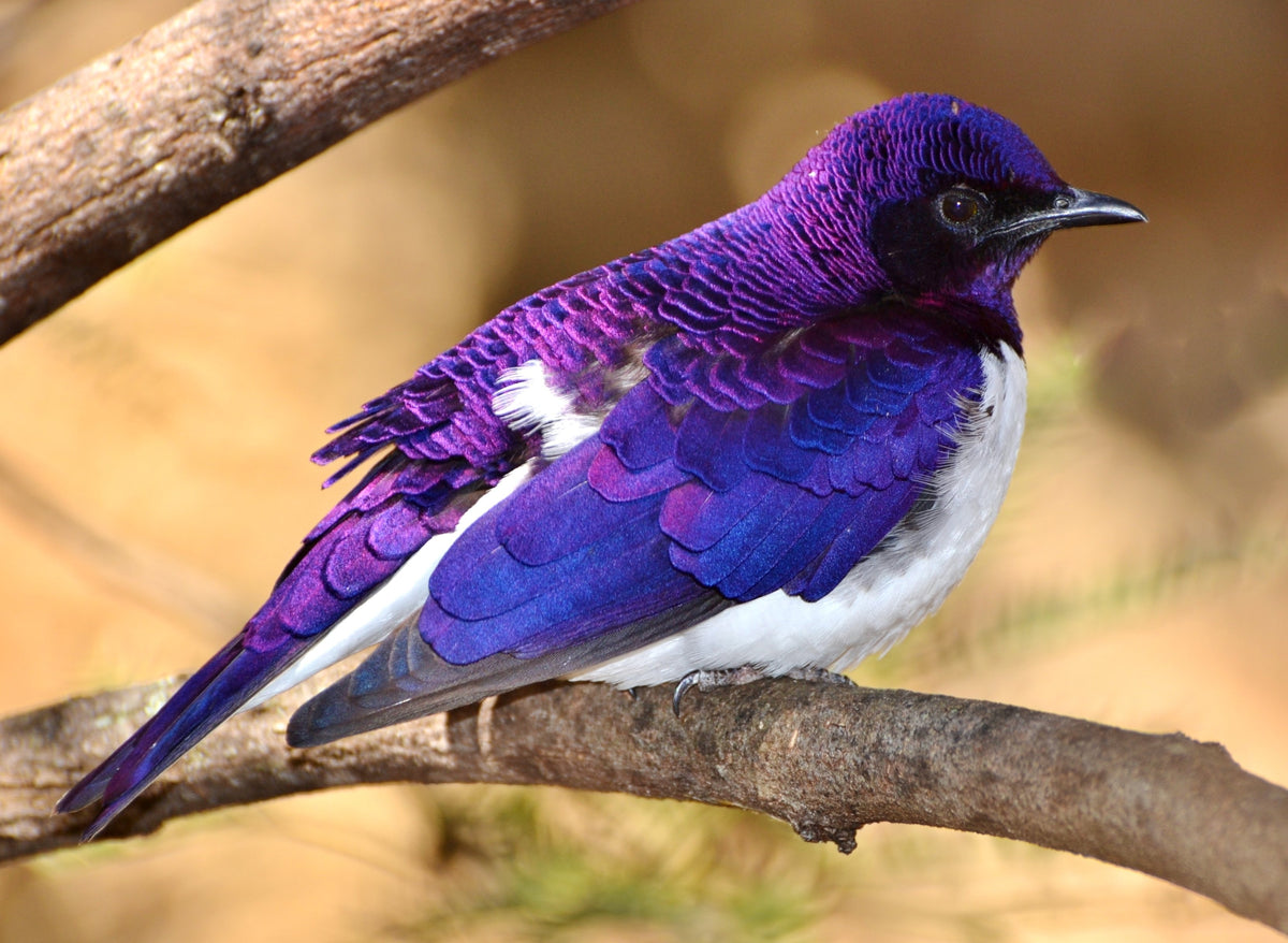 A flying gem of an invader that brings all its bad eating habits to North America – the Amethyst Starling!