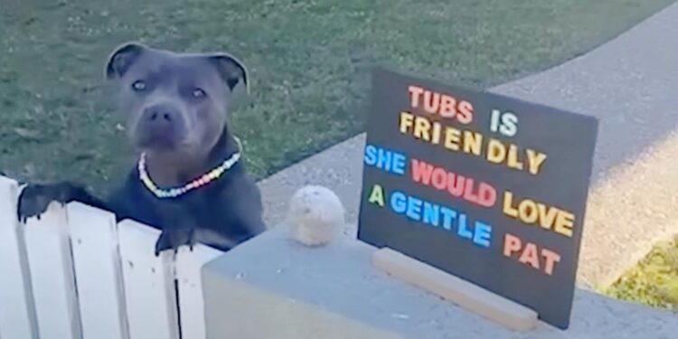 Woman Sets Up Sign Inviting Others to Pet Her Dog in Difficult Days