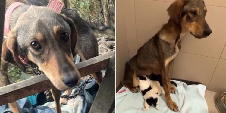 Hungry Mother Dog and Her Puppies Discovered in Urgent Need of Food and a Safe Haven