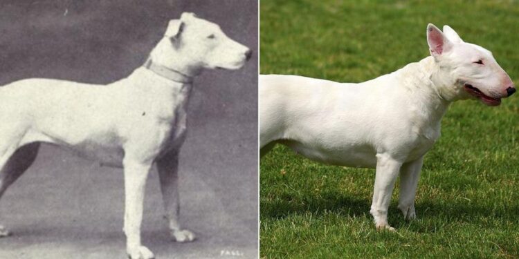 How Selective Breeding Over 100 Years Impacted These 8 Popular Dog Breeds