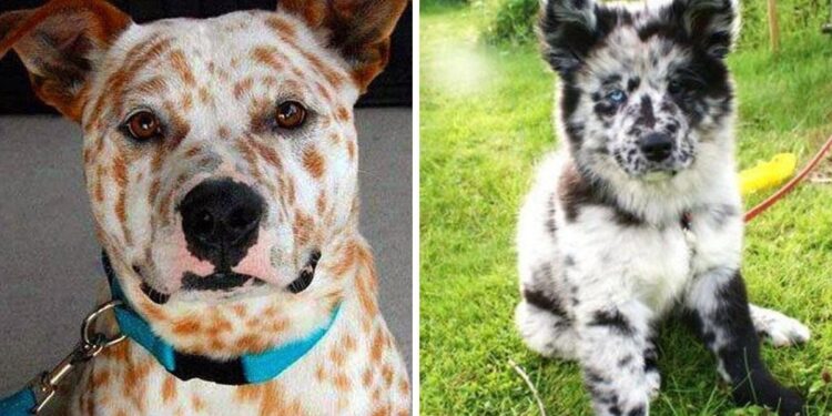 20 Pups With Exceptional Markings We Instantly Fell In Love With