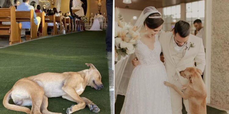 Wounded Stray Dog Interrupts Wedding Celebration and Becomes the Newlyweds’ Adopted Pet