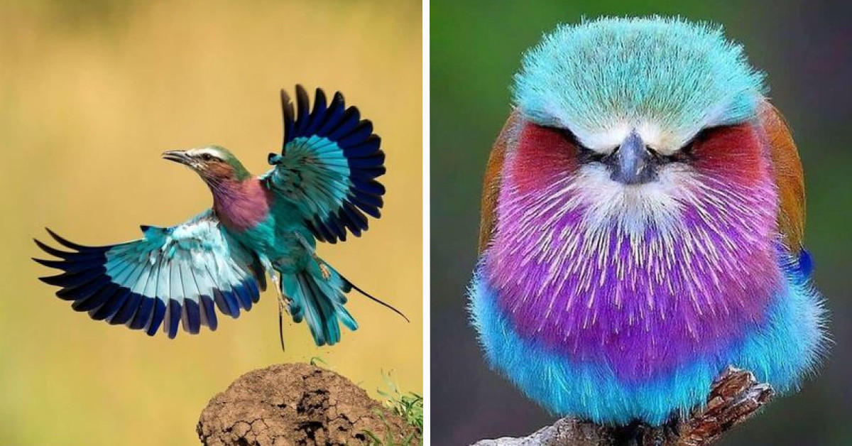 The bird, found in Africa, has distinct jewel-colored plumage that will appeal to all bird lovers