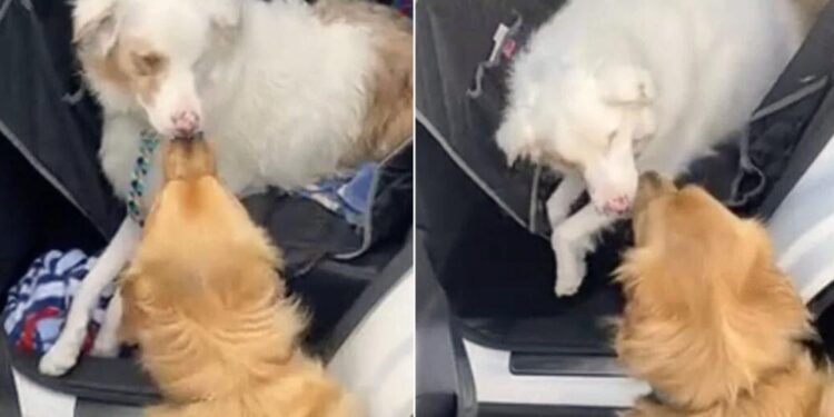 Pup Greets His Blind Companion with the Sweetest Nose Boop