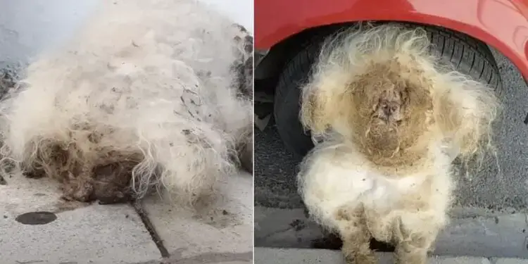 Rescuers Uncover Cute Small Dog Beneath Thick Matting and Dirt Layers