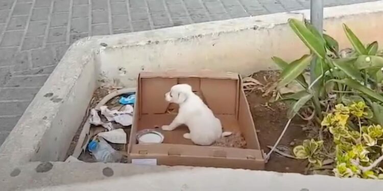 Tiny Puppy Abandoned Near Supermarket Found Crying for Help