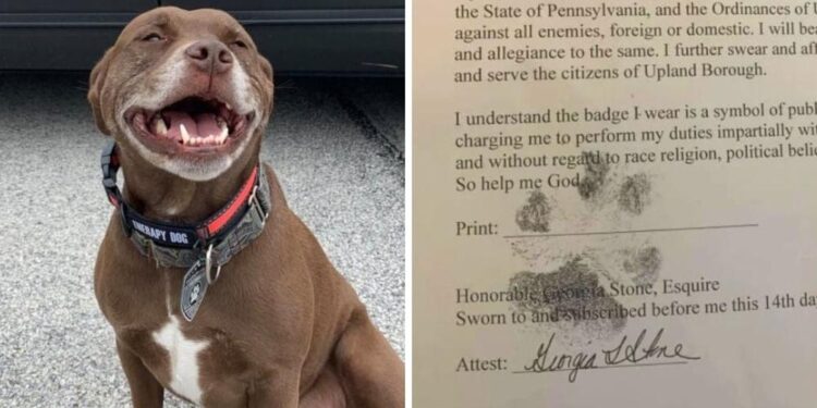 Abandoned by His Family, Adorable Pitbull Triumphs as an Official Police Dog.