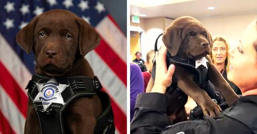 Newest K9 Recruits: One Sleepy Pup Adorably Fights Sleep During Swearing-In Ceremony