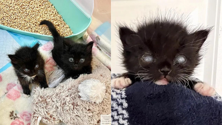 Although Born Blind, This Remarkable Kitten Enjoys Life With His Devoted Sister Always By His Side