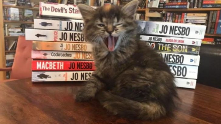 This Bookstore Is A Purrfect Place For Cat Lovers Who Love To Read